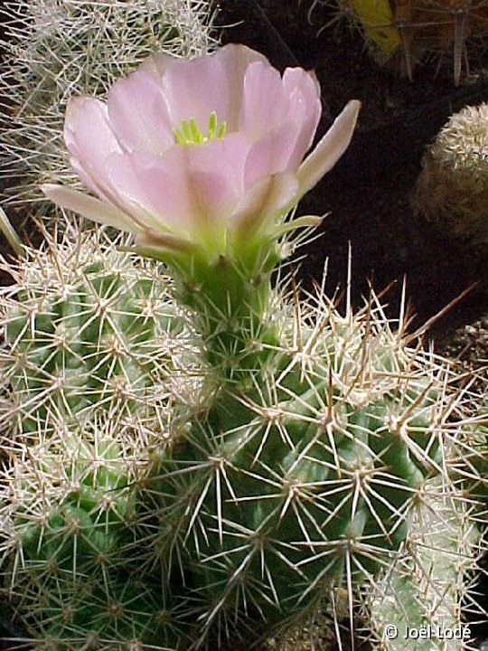 Echinocereus x roetteri ex rosei, Orogrande, NM, USA JLcoll.1257